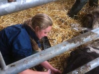 Action to halt hill pony slaughter
