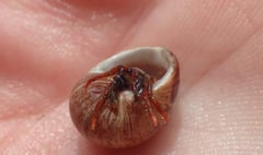 Rare St Piran's crab discovered for the first time in county by Devon Wildlife Trust volunteer at Wembury