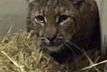 Flaviu the lynx back inside Dartmoor Zoo safe and well after humane capture plan succeeds