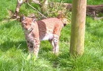 A lynx 'the size of a small labrador' has escaped from Dartmoor Zoo near Sparkwell - police warn people not to approach