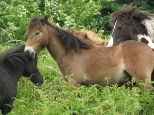 Hill Pony Resources releases geldings on Dartmoor following successful operations to combat overbreeding