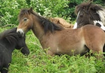 Hill Pony Resources releases geldings on Dartmoor following successful operations to combat overbreeding