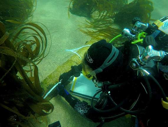 VIDEO: Team that mapped shipwrecks between Start Point & Prawle Point given royal award