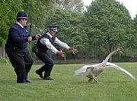 Kingsbridge Police officers called to a swan and a cow in two days