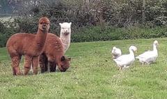 Alpacas moved after fire starts in workshop