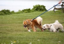 South Hams District Council cracks down on irresponsible dog owners