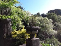 Cold Snap Creates Floral Paradise at Lukesland