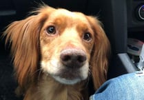 Dartmouth dog that vanished from back of truck found safe and well near M5