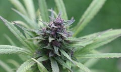 Trio admit cannabis production