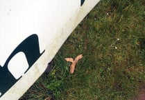 Dog owners blasted for not clearing up