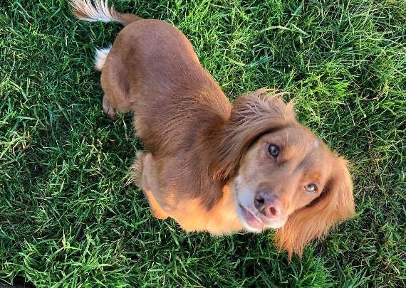 Desperate search for missing Dartmouth dog that vanished from back of truck