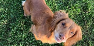 Desperate search for missing Dartmouth dog that vanished from back of truck