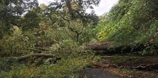 Shaugh Prior fallen tree: Road to Bickleigh blocked in both directions