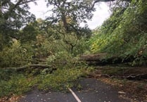 Shaugh Prior fallen tree: Road to Bickleigh blocked in both directions