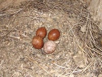 Police need your help to protect our wild birds