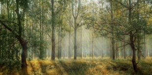 We can do better says Woodland Trust
