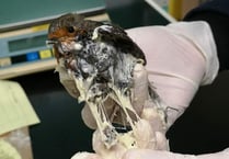RSPCA hits out at glue traps