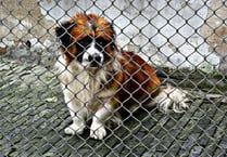RSPCA  launches Christmas appeal