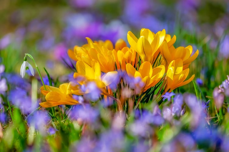 Crocus