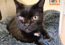 Cloudy the cat needs your help