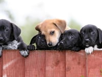 Keep your dog comfortable in the soaring temperatures