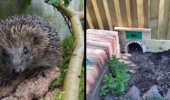 The Hunt is on for Britain's Biggest Hedgehog Street