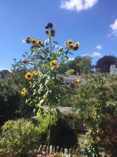 The sunflower