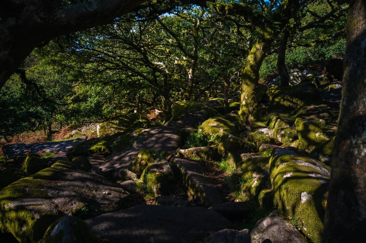 dartmoor forest.jpeg