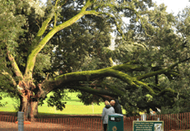 Man prosecuted for cutting down tree