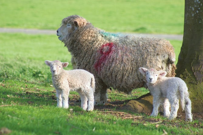 A dog walker has been reported to the police after her dog attacked sheep at Crediton. Stock image. AQ 3177
