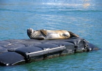 South Hams seals need you!