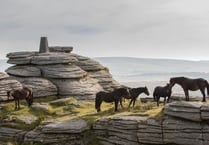 Dartmoor charity hosts free guided walks at Bellever
