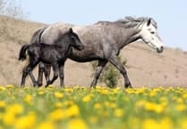 Campaigners welcome 'reprieve' for Dartmoor ponies