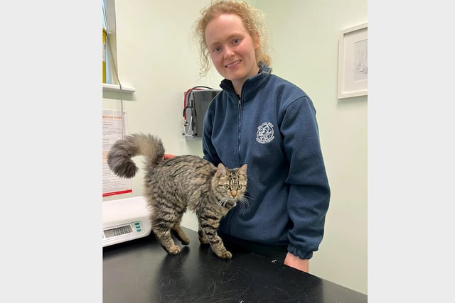 Life-saving op for kitten that spun a dangerous yarn

