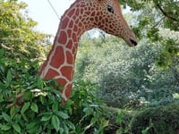 Safari sculptures in town set to increase