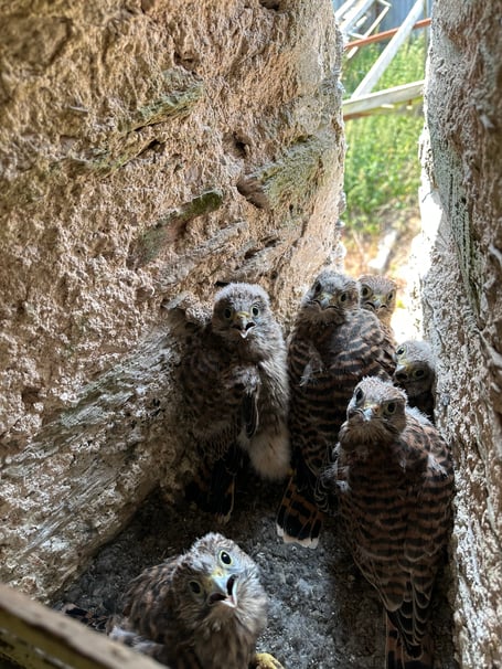 Bantham baby kestrels