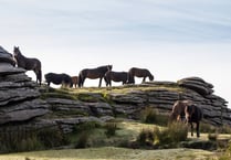 A change in fortune for Dartmoor ponies