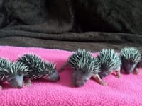 Open garden to help build hedgehog hospital
