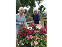 50 years of flowers celebrated in style
