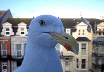 The town where feeding the gulls can get you fined