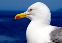Council spends £300K storing seagull-proof sacks and bins