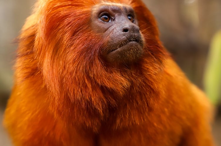 The monkey was eventually captured without incident (stock photo and not the animal in question)