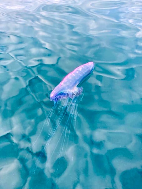 Man O War