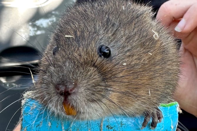 Unlike the larger brown rat, water voles have a blunt, rounded nose, small ears and a furry tail