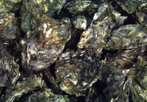 Oyster herpesvirus disease confirmed in River Teign and River Exe
