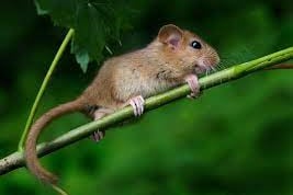 A hazel doormouse