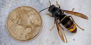 Beekeepers urge public to look out for Asian hornets