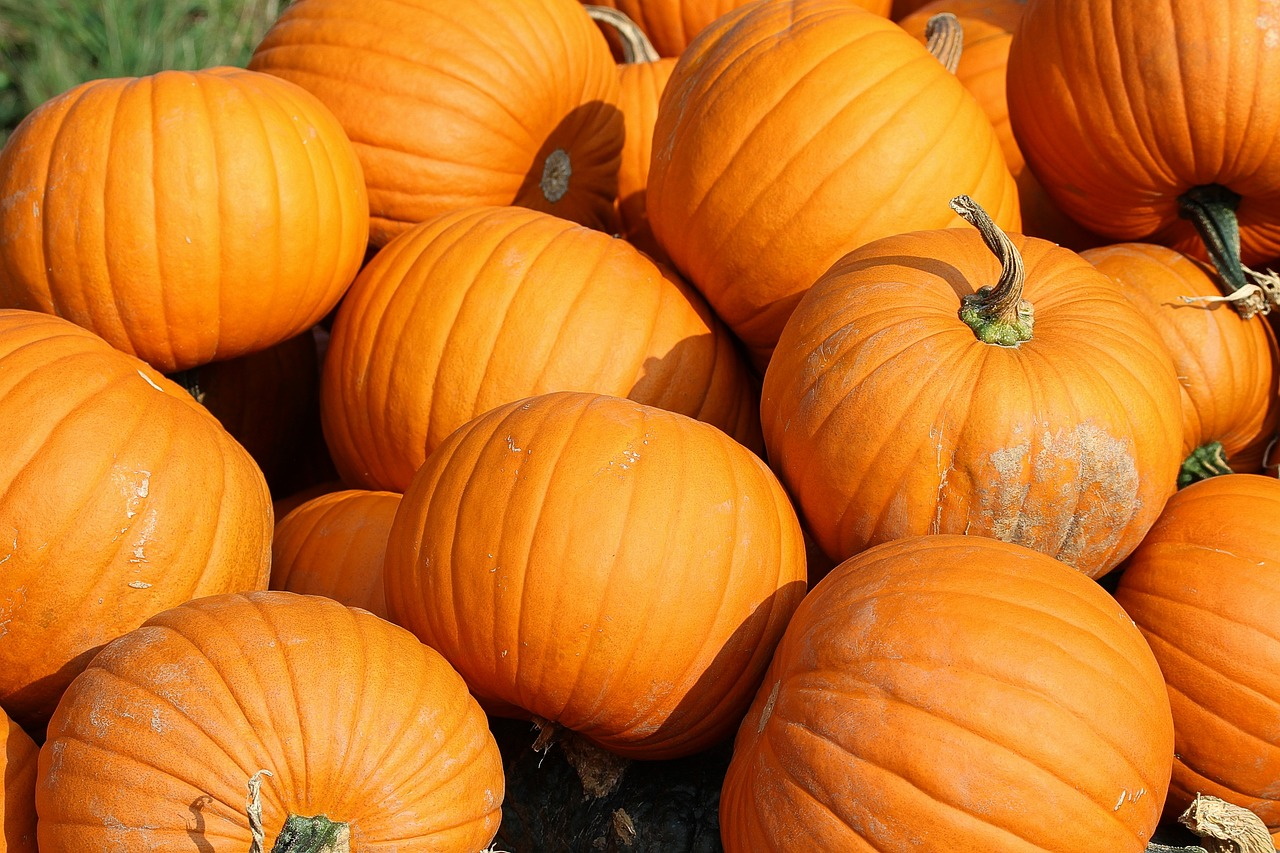 Pick out your pumpkin!