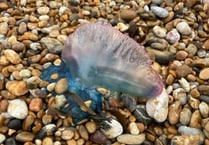 Warning after Man o’ War sighting on Blackpool Sands