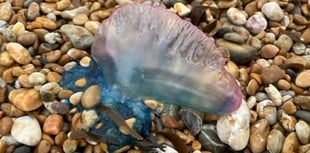 Warning after Man o’ War sighting on Blackpool Sands